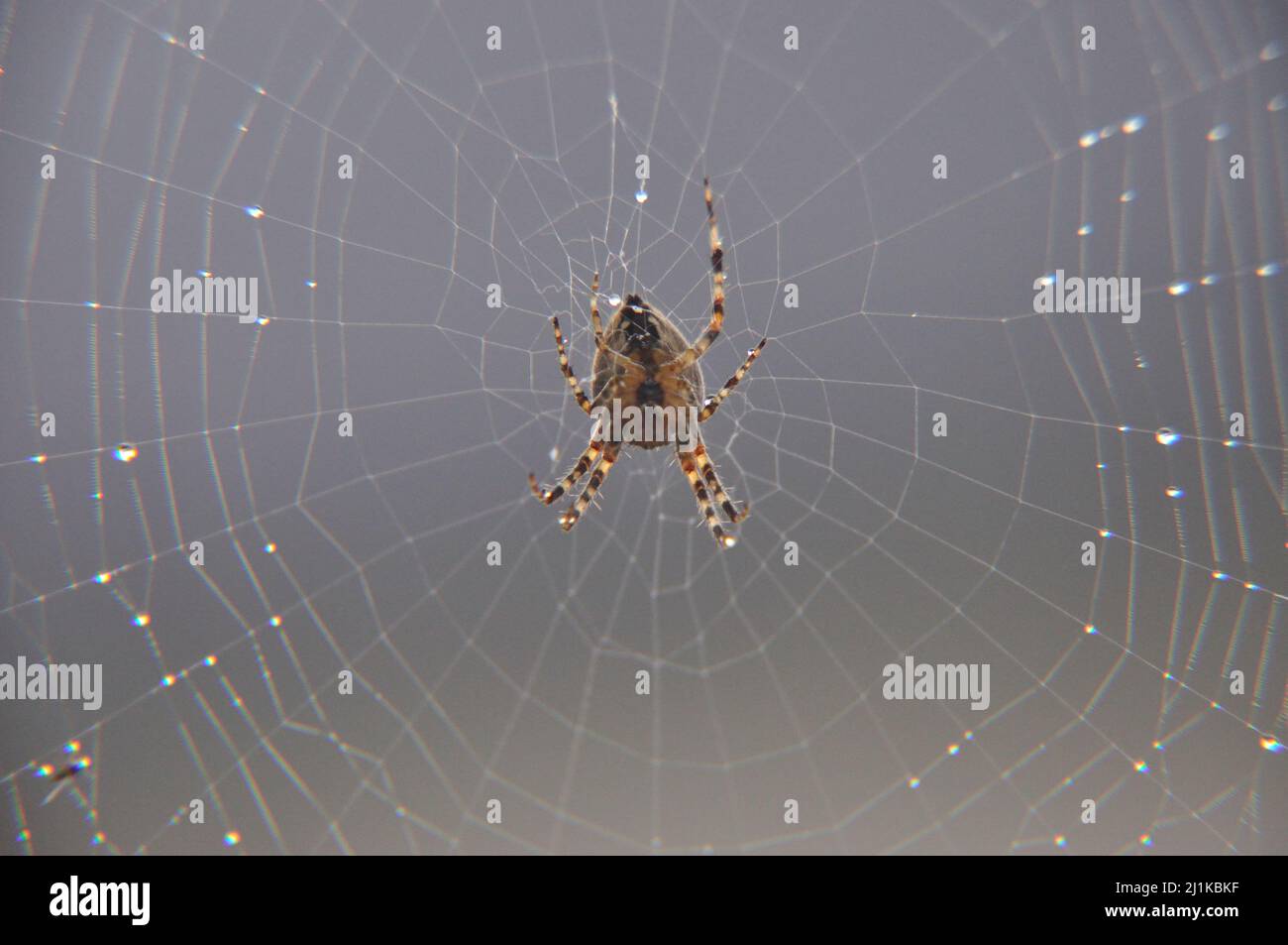 Gartenkreuzspinne (Araneus diadematus) wartet in ihrem Netz mit Wassertropfen auf Beute. - L'araignée de jardin (Araneus diadematus) attend la proie dans son nous Banque D'Images