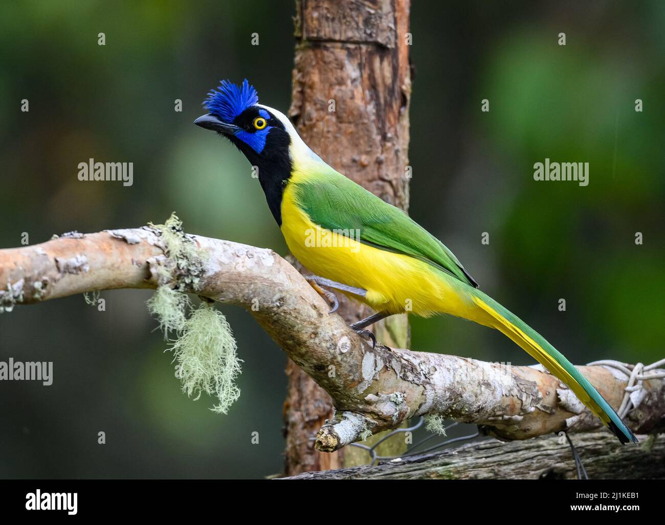 Un geai vert coloré (Cyanocorax yncas), ou Inca Jay, perché sur une branche. Colombie, Amérique du Sud. Banque D'Images