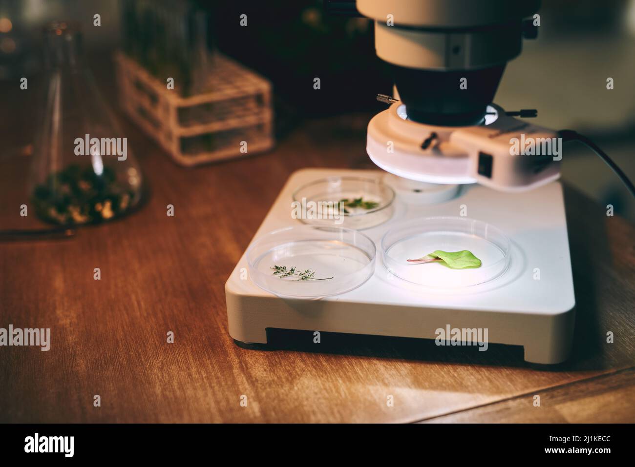Regardez de plus près. Plan de vie de divers échantillons de plantes sous microscope dans le bureau des botanistes. Banque D'Images