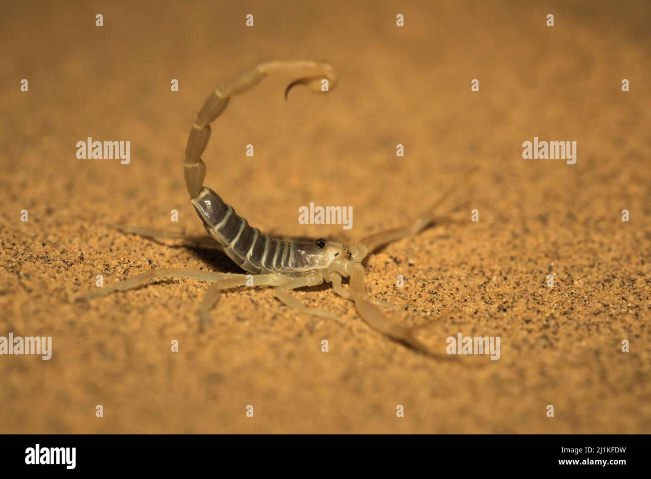 Scorpion, espèce Buthacus, Parc national du désert, Rajasthan, Inde Banque D'Images