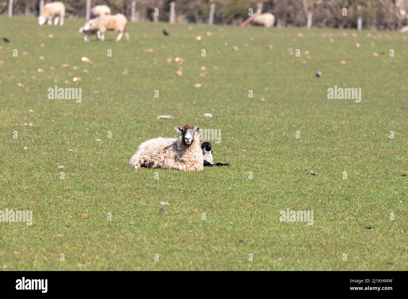 Un agneau de printemps nouveau-né dans un champ de Shropshire, au Royaume-Uni, lors d'une journée de printemps ensoleillée Banque D'Images