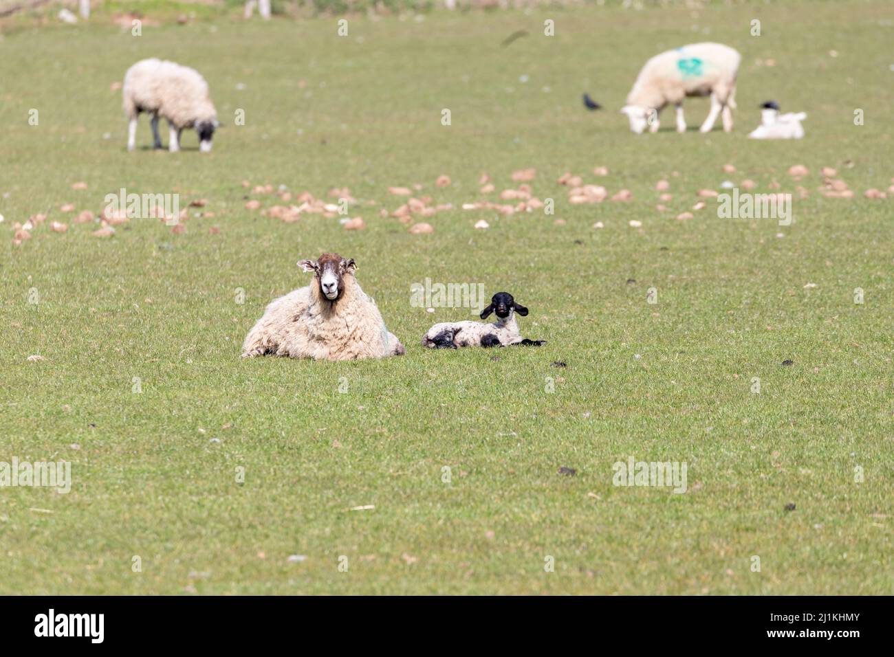 Un agneau de printemps nouveau-né dans un champ de Shropshire, au Royaume-Uni, lors d'une journée de printemps ensoleillée Banque D'Images