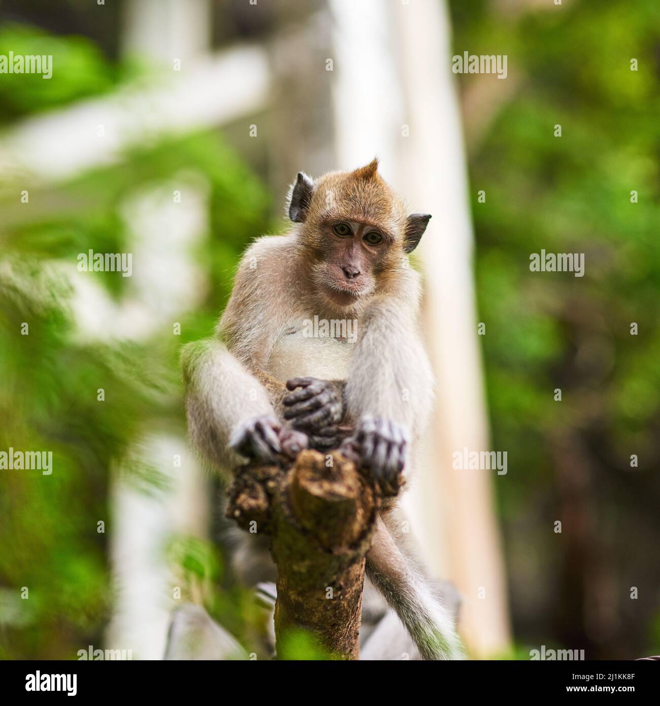 Très proche et personnel. Photo d'un petit singe assis dans un arbre. Banque D'Images