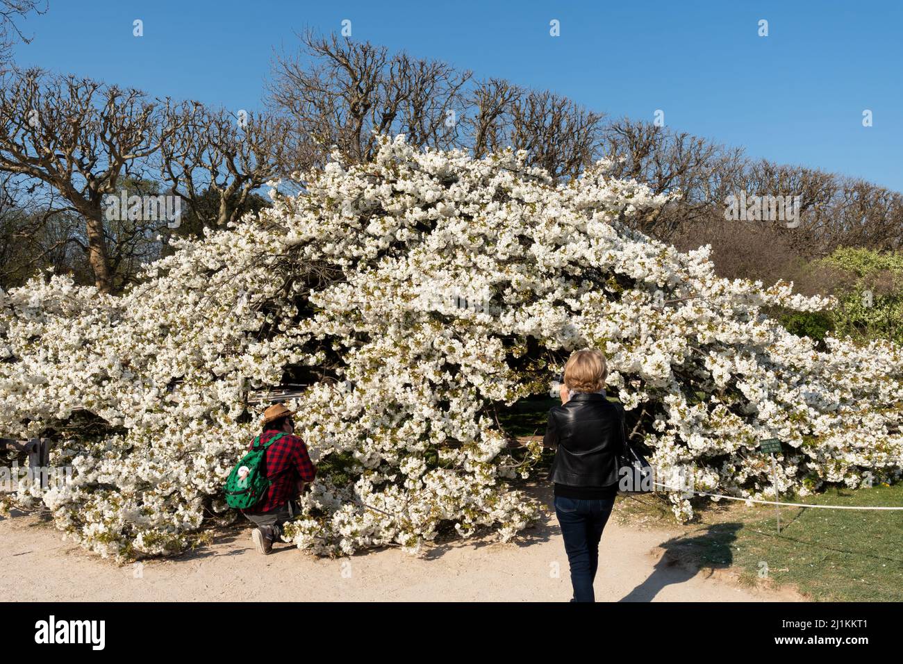 Cerisier aux fleurs blanches en pleine floraison dans le jardin des plantes à Paris Banque D'Images