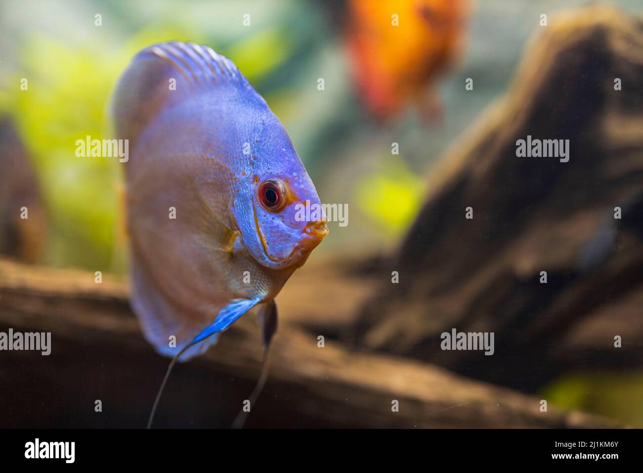 Belle vue sur le poisson bleu de l'aquarium de discus de diamant. Concept de passe-temps. Suède. Banque D'Images