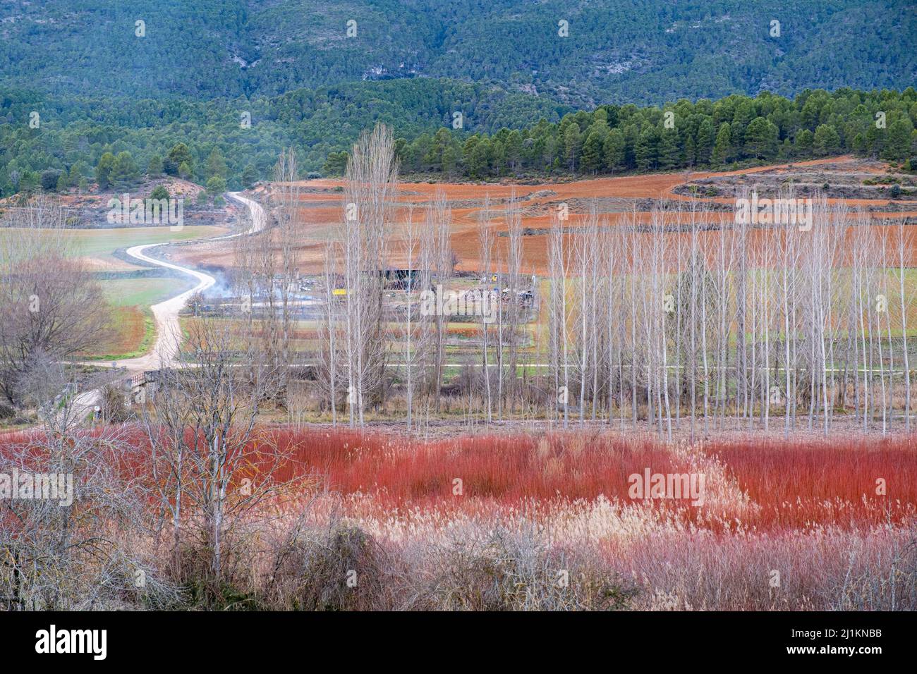 Paysage de champs en osier Banque D'Images