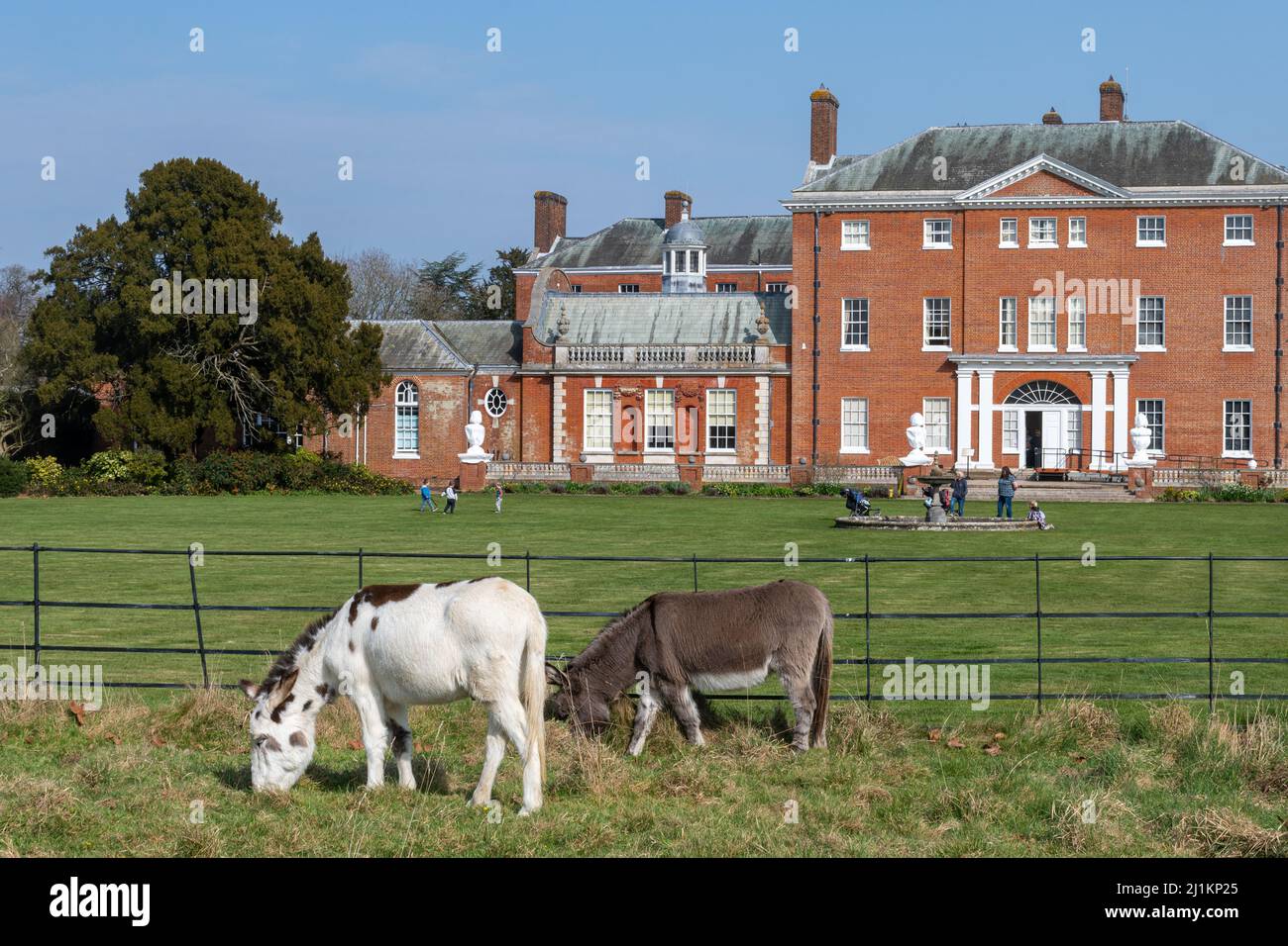 Deux ânes patent dans un champ avec la maison Hatchlands Park derrière et des visiteurs, Surrey, Angleterre, Royaume-Uni Banque D'Images