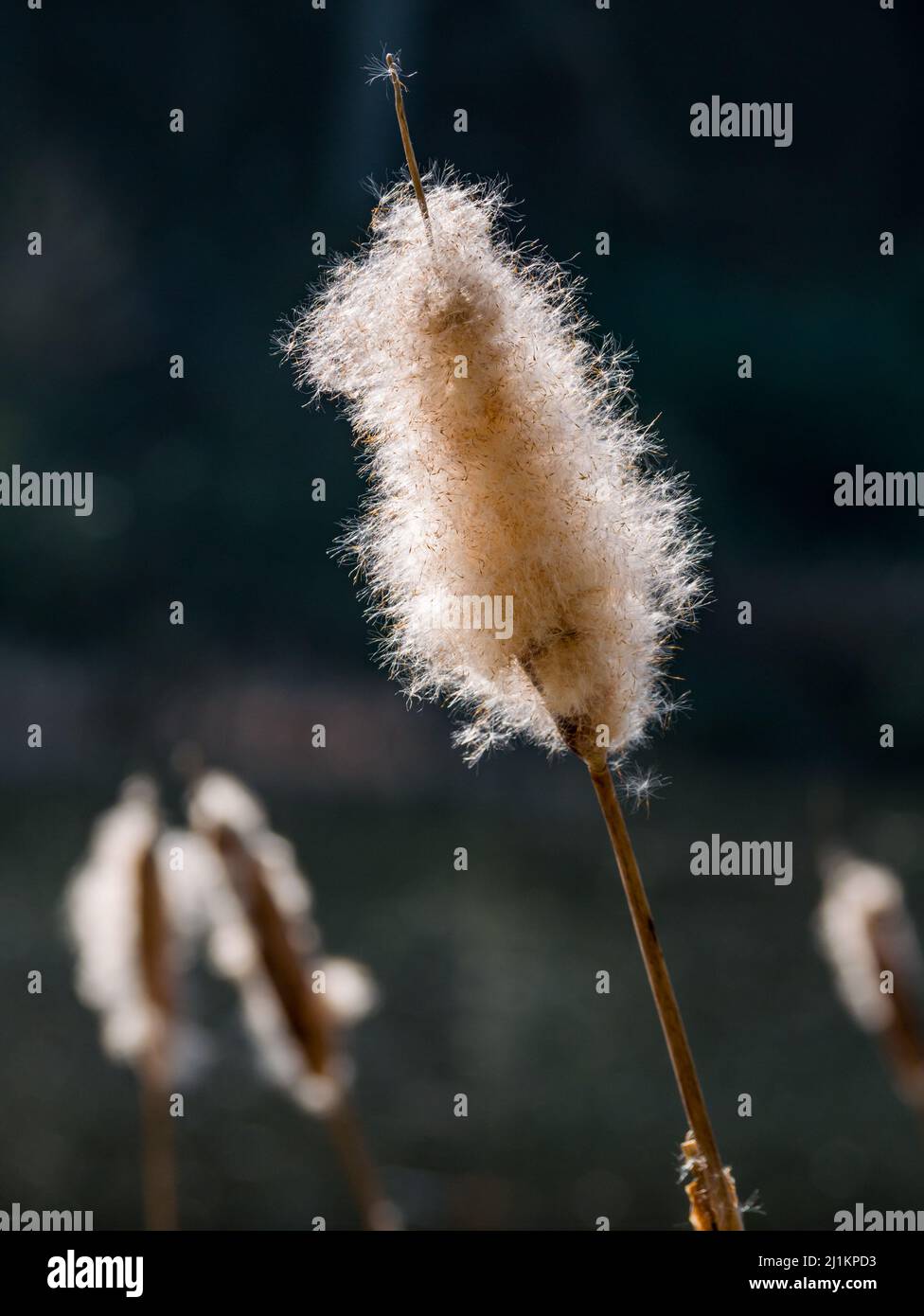 Gros plan de la tête de semence de taupe, de queue de chat ou de queue de chat-o-neuf (Typha latifolia) au soleil, en Écosse, au Royaume-Uni Banque D'Images