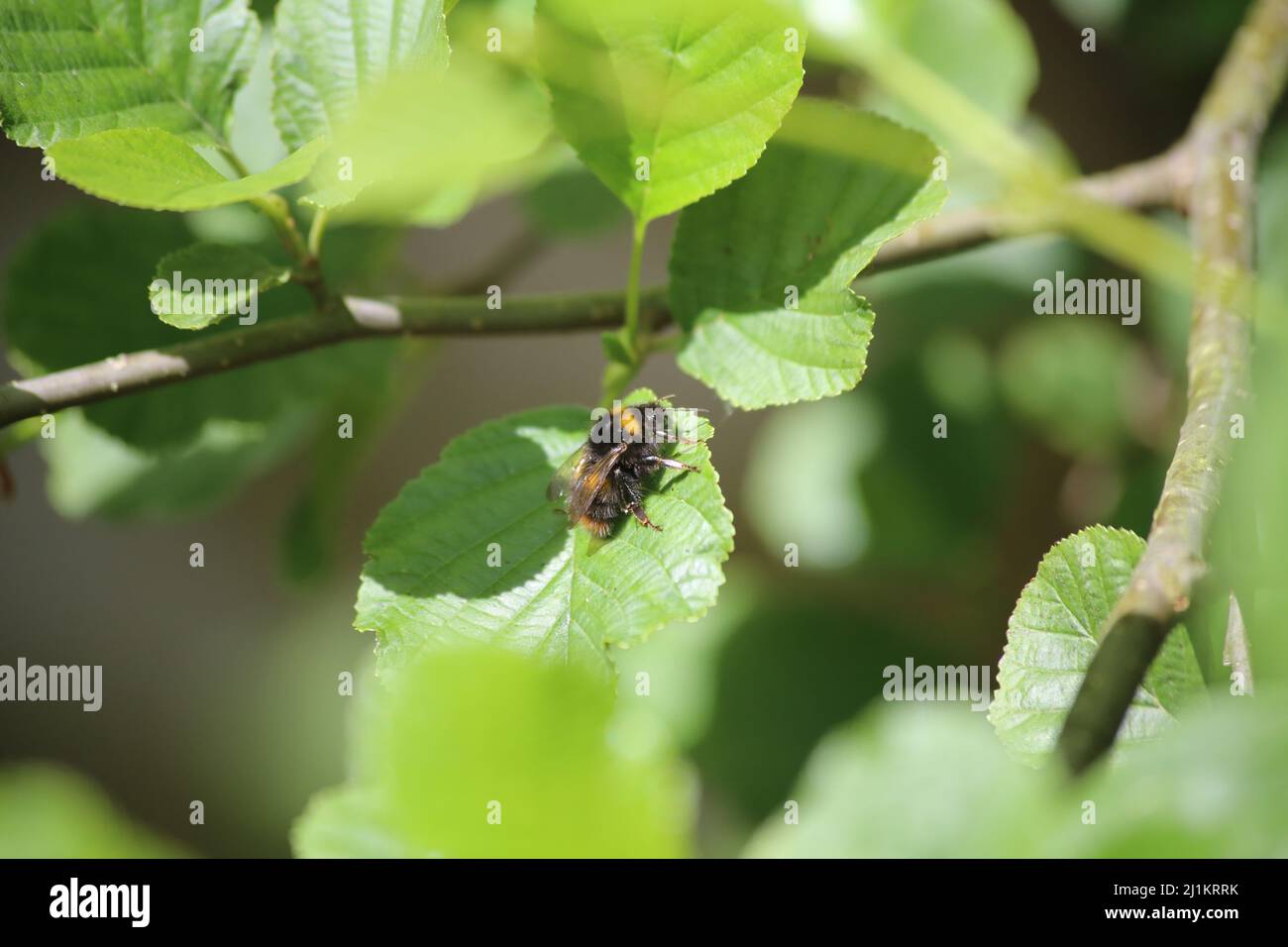 Bumblebee on a leaf Banque D'Images
