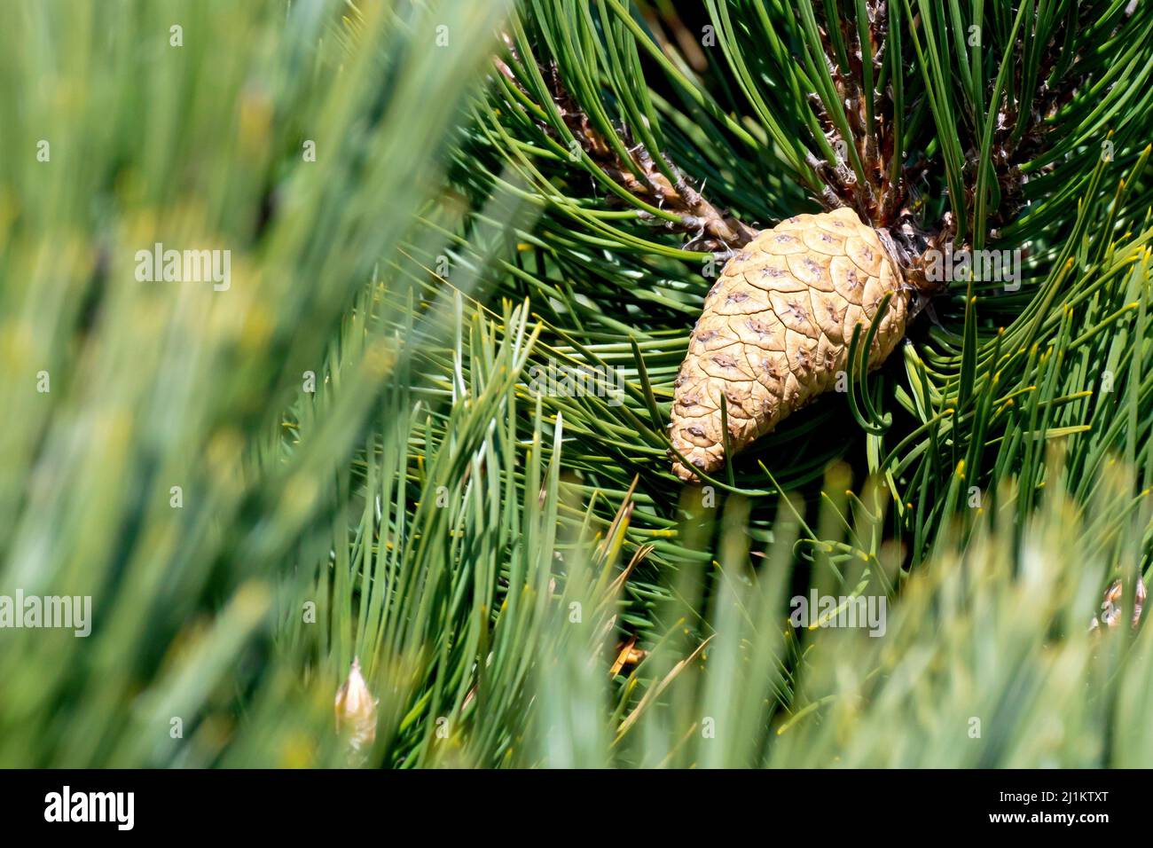 PIN noir (pinus nigra), gros plan d'un seul cône mature niché parmi les aiguilles vertes d'un jeune arbre. Banque D'Images