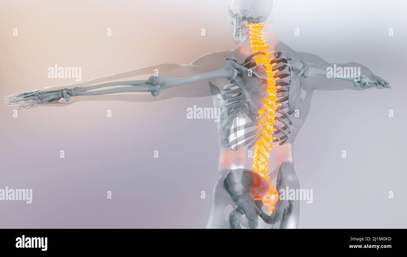 Colonne vertébrale de la moelle épinière vertèbres cervicales du système de squelette humain concept d'anatomie. Rouge sur la colonne vertébrale, illustration médicale précise Banque D'Images