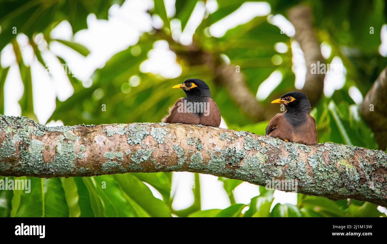 Un cliché sélectif de deux oiseaux indiens de myna (Acridotheres tristis) perchés sur la branche Banque D'Images