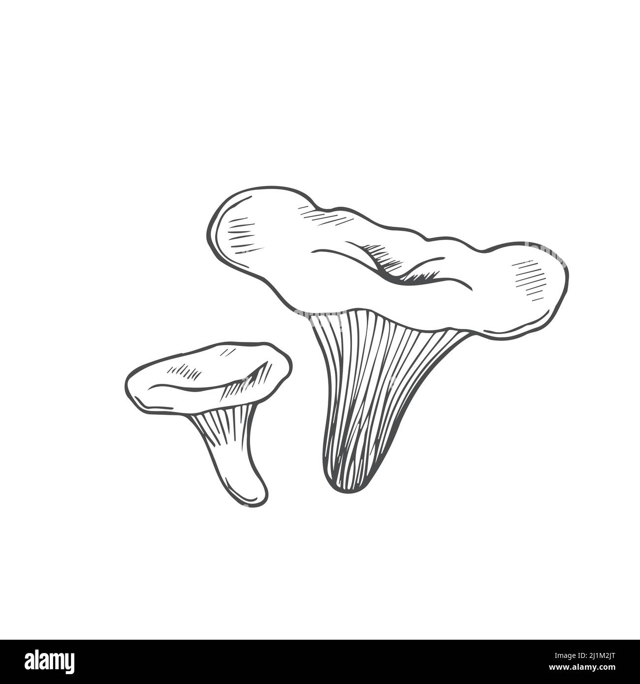 La chanterelle aux champignons Doodle est en ligne. Vecteur isolé sur fond blanc Illustration de Vecteur