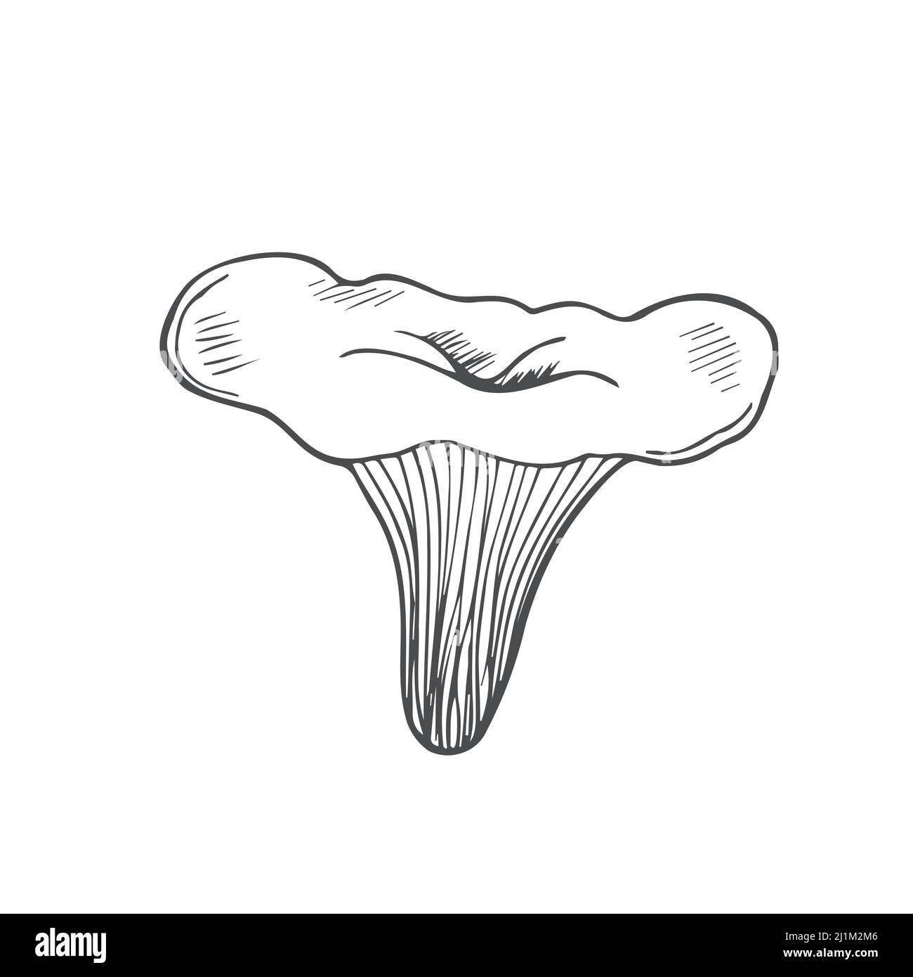 La chanterelle aux champignons Doodle est en ligne. Vecteur isolé sur fond blanc Illustration de Vecteur