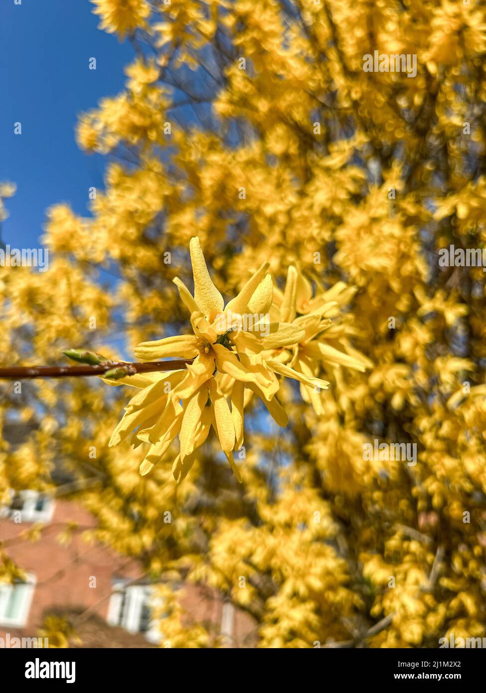 gros plan de la forsythia jaune doré de printemps avec le fond défoqué de la plante et le ciel bleu foncé Banque D'Images