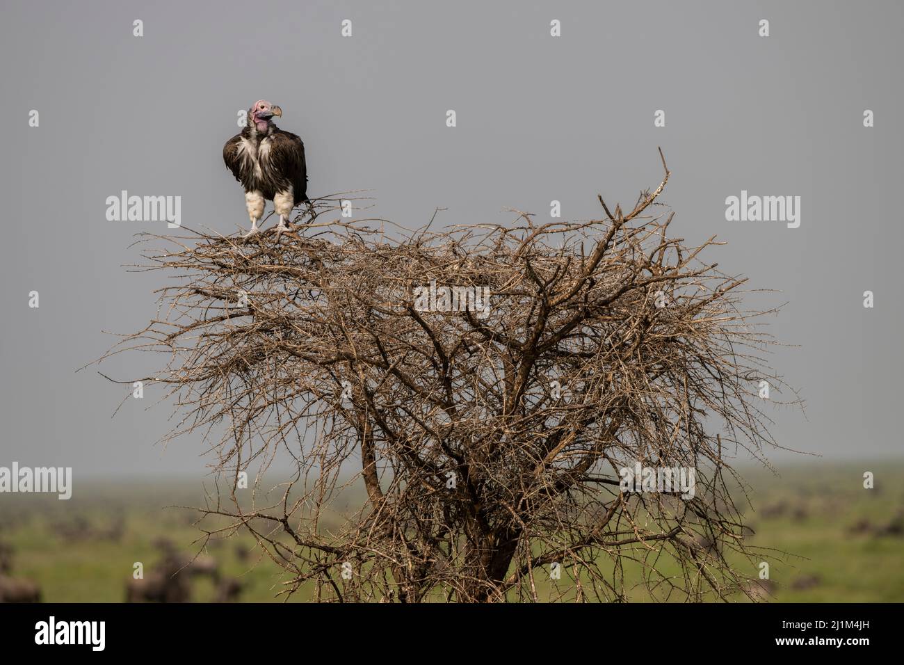 Vulture à Lappet perchée dans un arbre, Tanzanie Banque D'Images