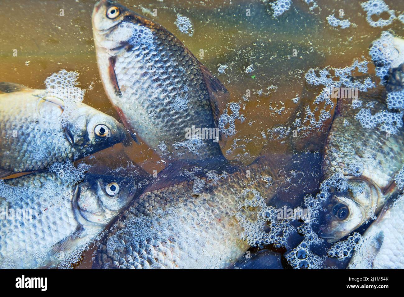 Poissons morts sur l'étang, empoisonnement de masse. Carpe de poisson clair sur fond sombre de l'eau d'automne sombre Banque D'Images