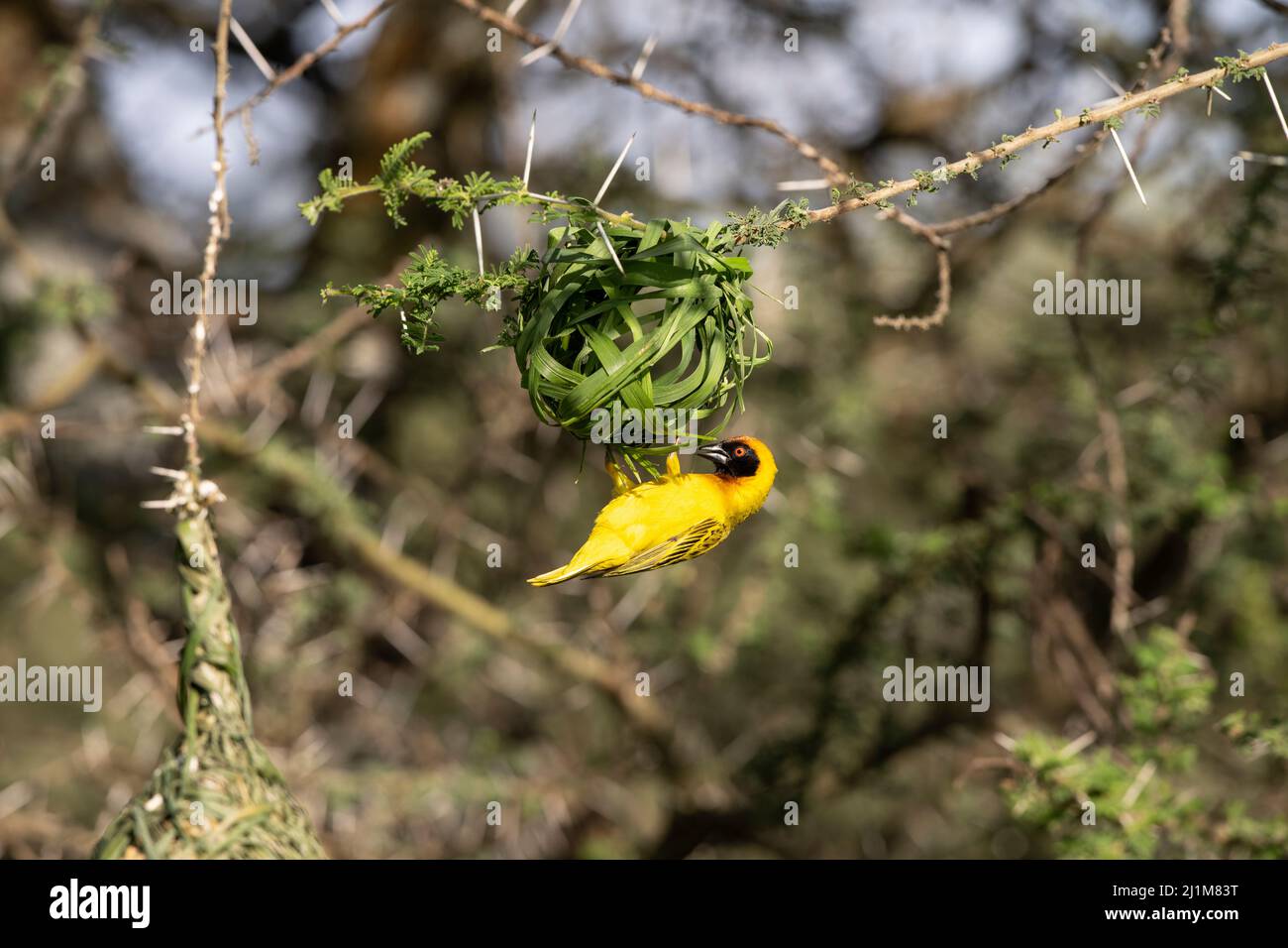 Vitelline Weaver masqué bâtiment a Nest, Tanzanie Banque D'Images