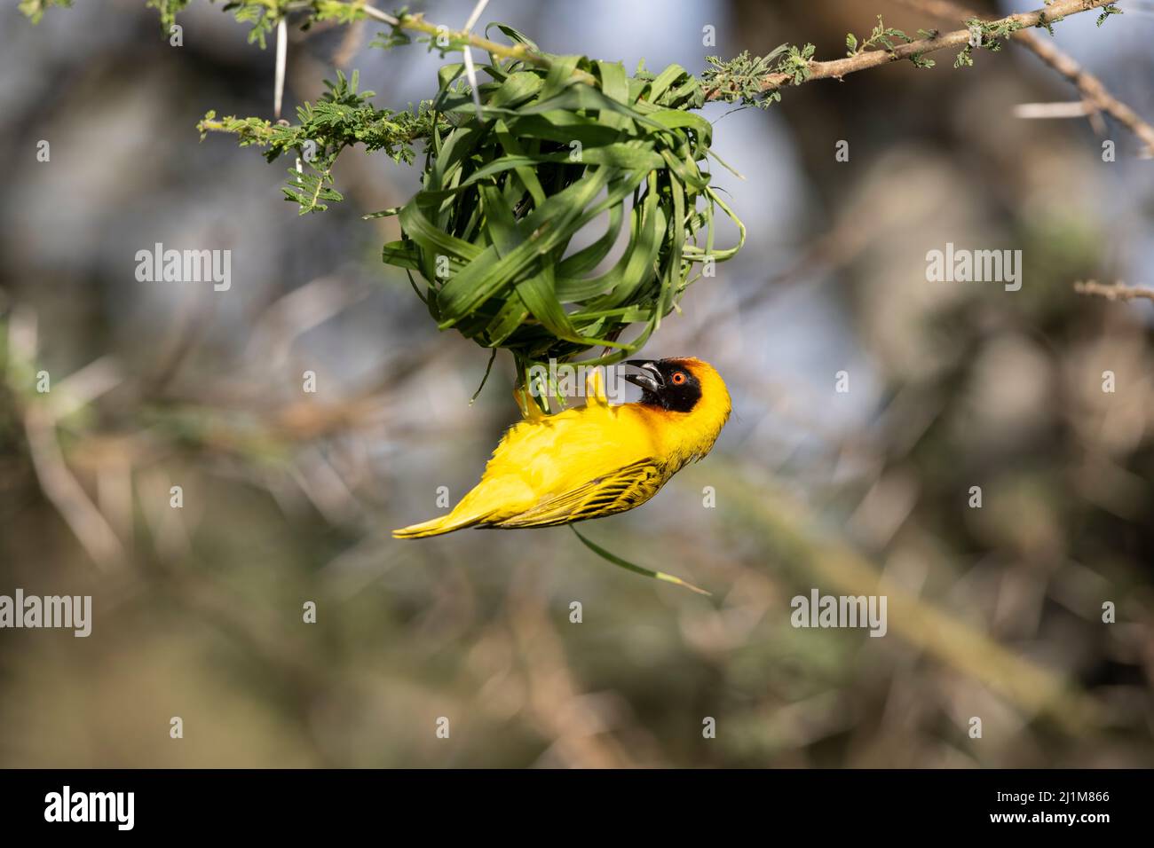 Vitelline Weaver masqué bâtiment a Nest, Tanzanie Banque D'Images