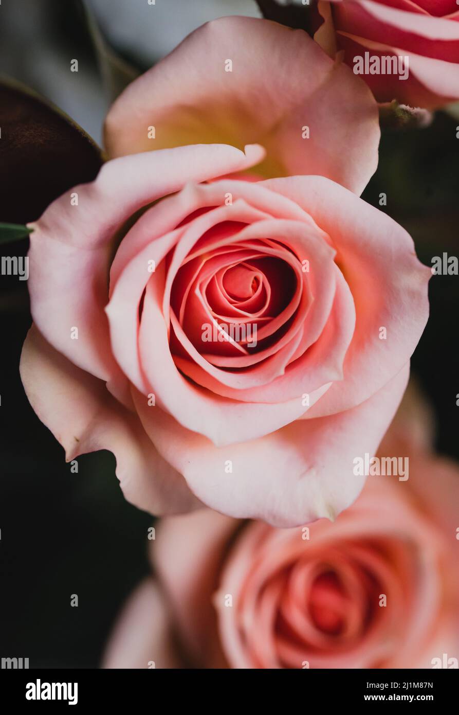 Gros plan sur les pétales roses d'une fleur de rose en fleur. Banque D'Images