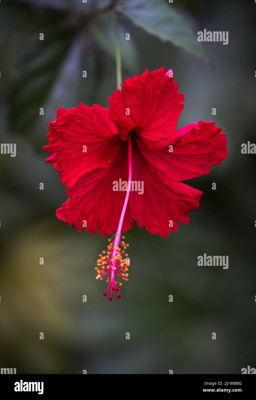 Gros plan de la belle fleur d'hibiscus rouge en fleur. Banque D'Images