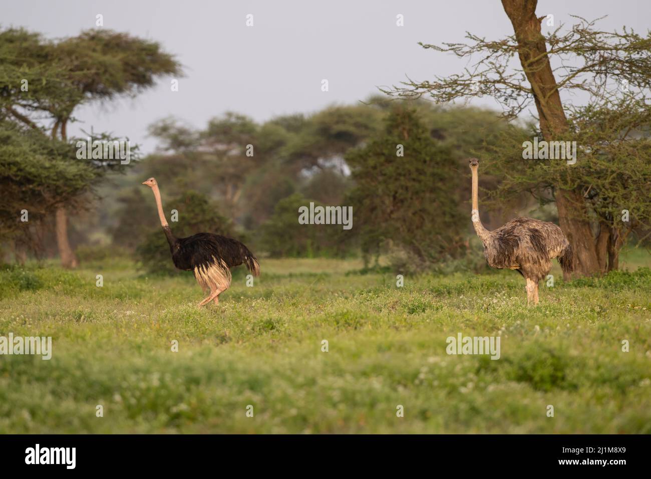 Masai Ostrich dans la forêt Banque D'Images