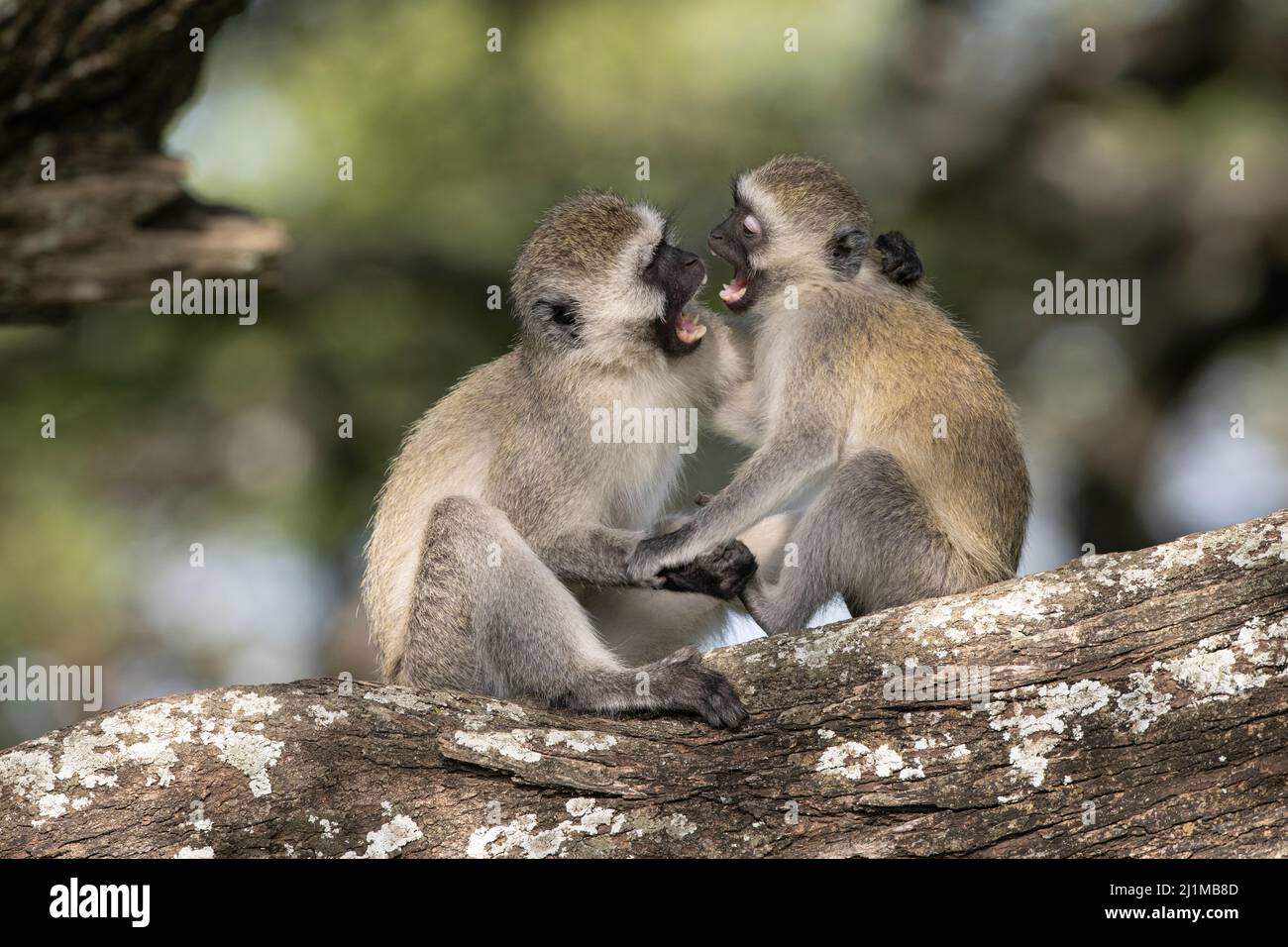 Singes vervet en Tanzanie Banque D'Images