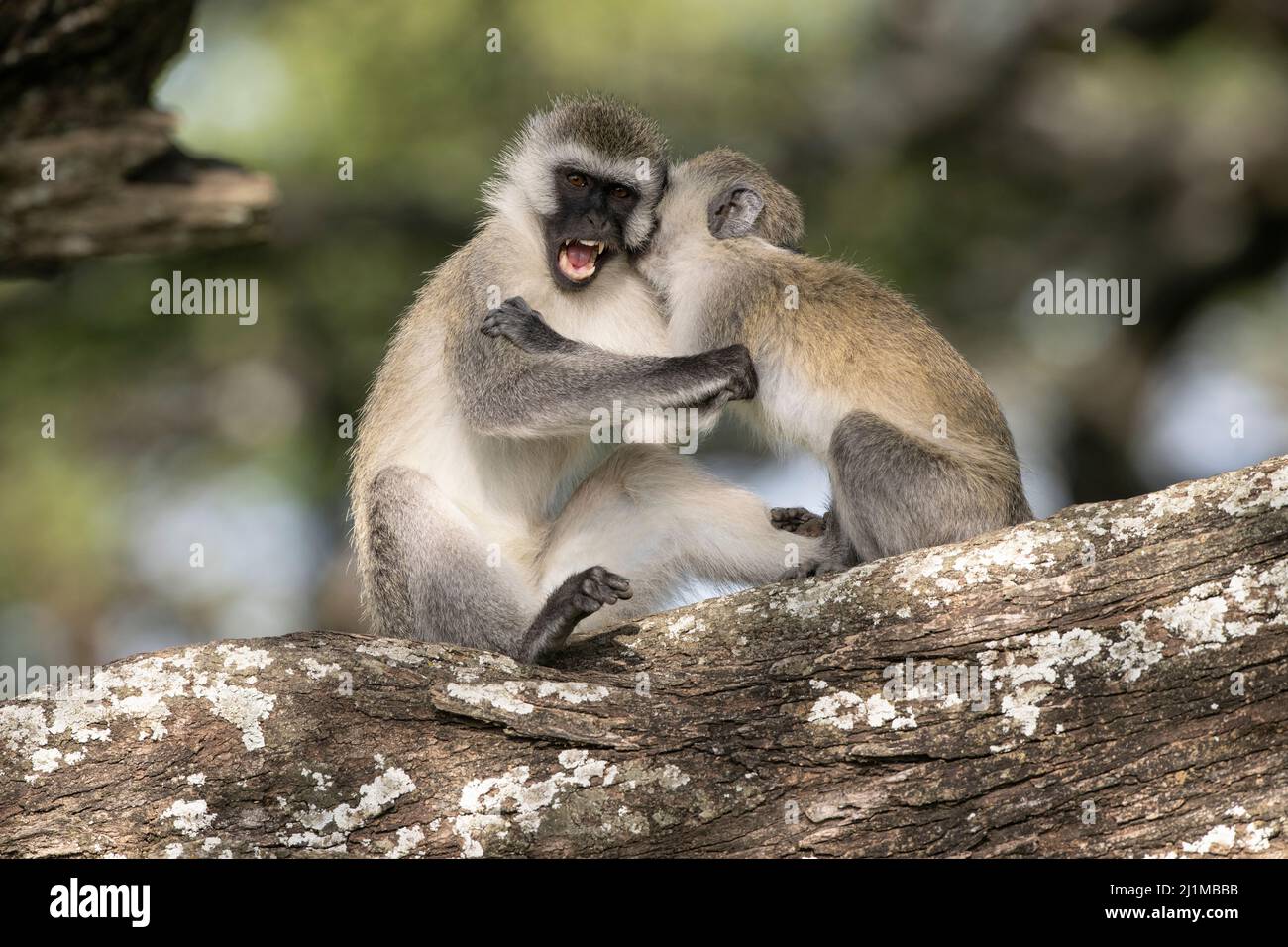 Singes vervet en Tanzanie Banque D'Images