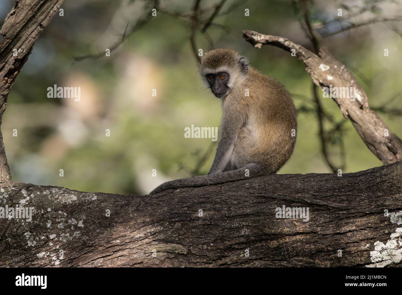 Singes vervet en Tanzanie Banque D'Images