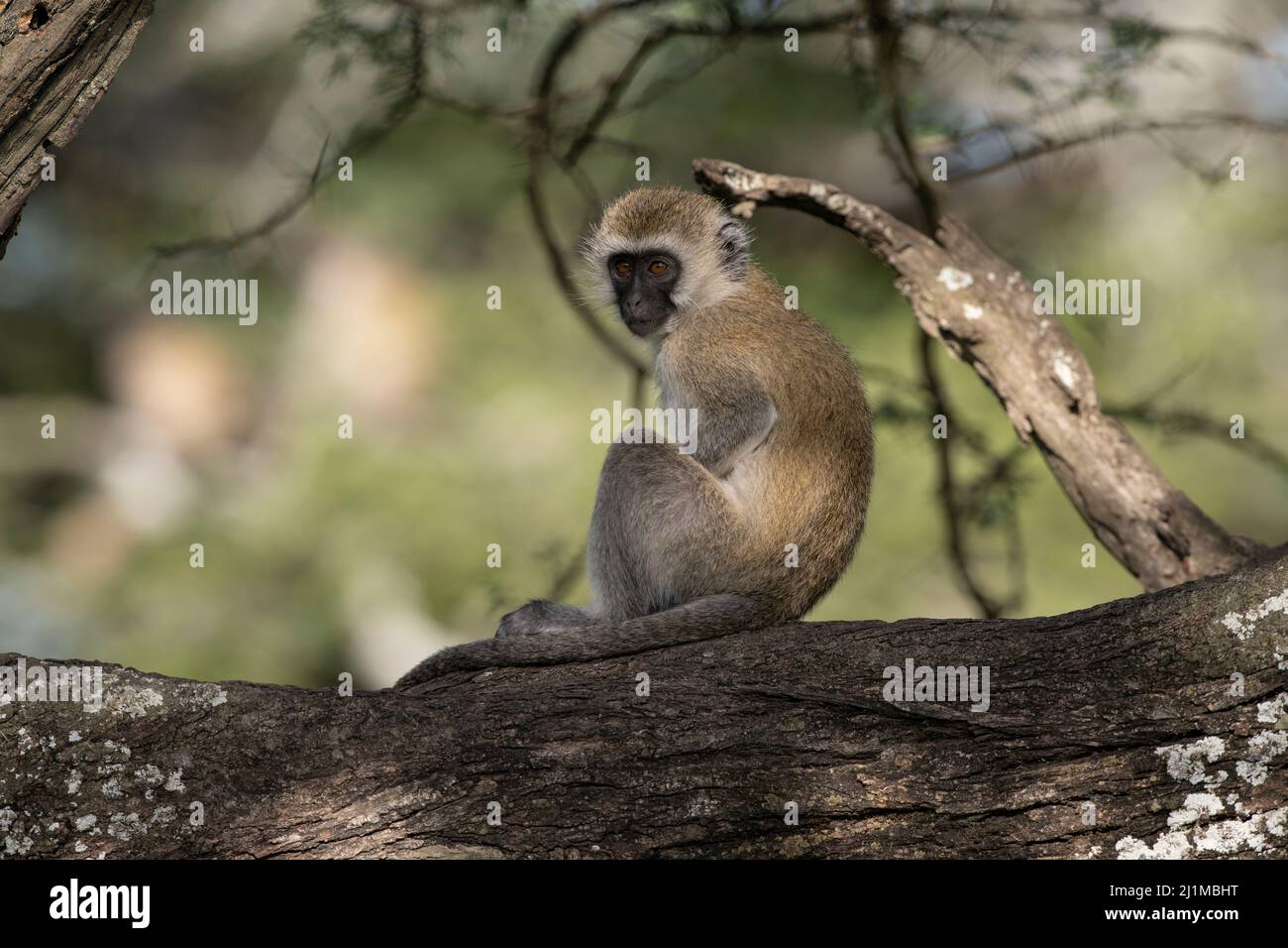 Singes vervet en Tanzanie Banque D'Images