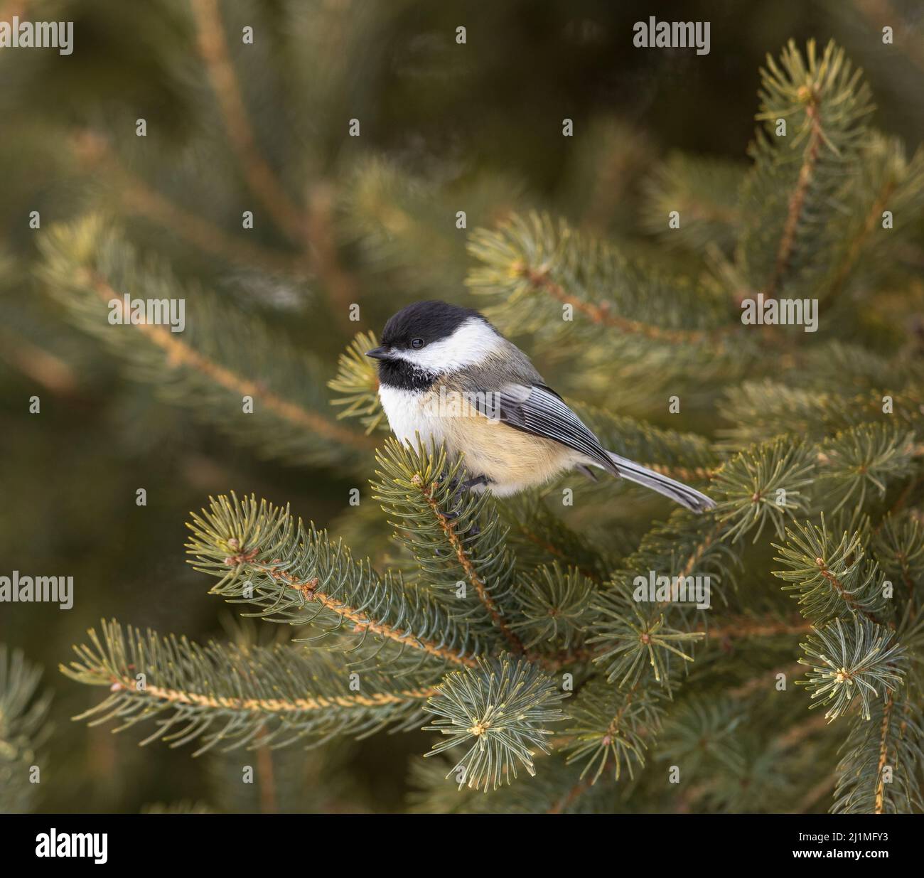 Mésange à tête noire dans le nord du Wisconsin. Banque D'Images