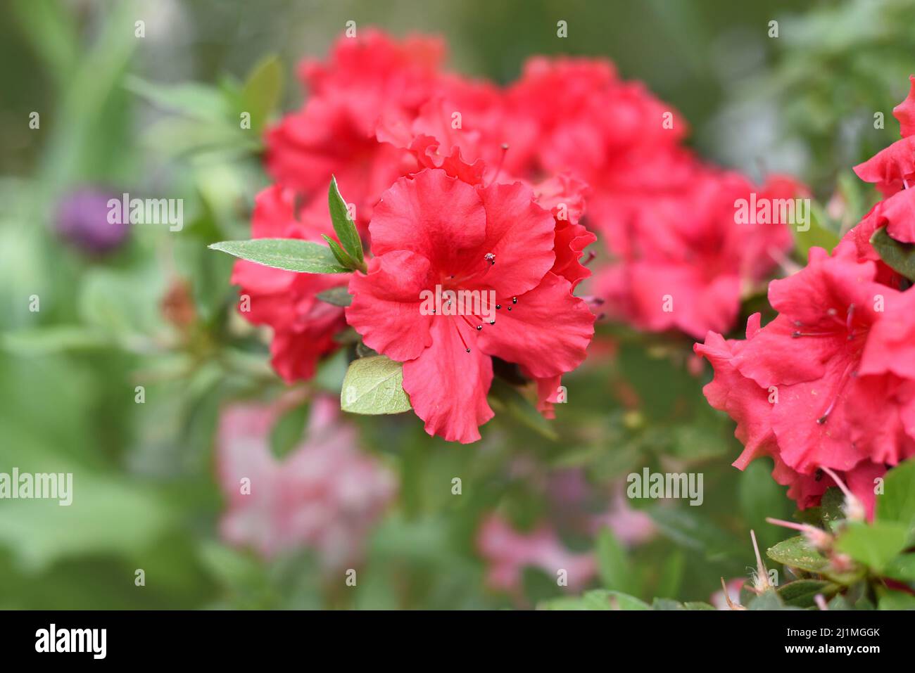 Rhododendron Bunde Schame ou Azalea indica Banque D'Images
