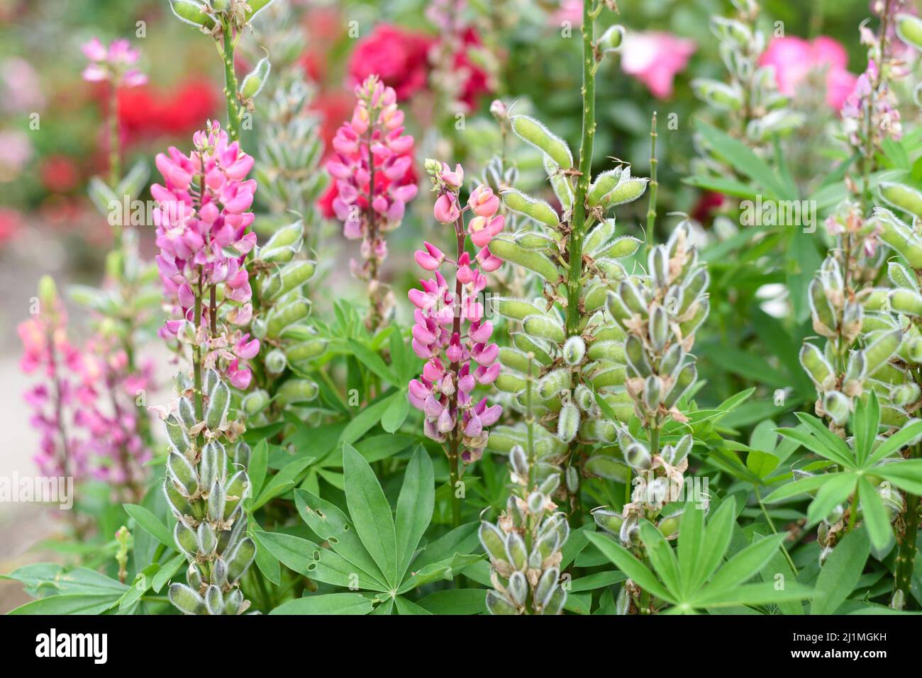 Lupinus polyphyllus les fleurs de la Chatelaine se rapprochent Banque D'Images