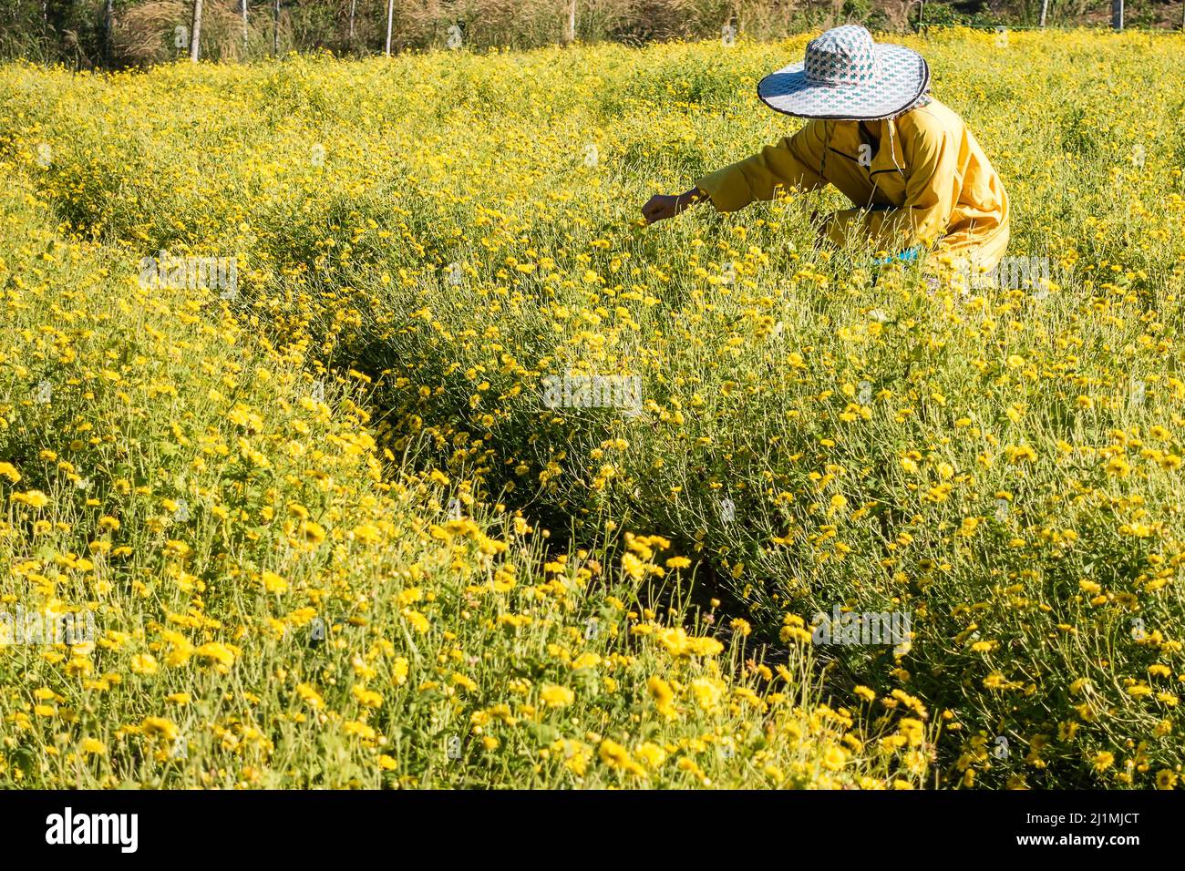 Agriculteur récoltant la fleur de Chrysanthemum dans le champ pour produire du thé, il s'agit donc d'une culture économique. Banque D'Images