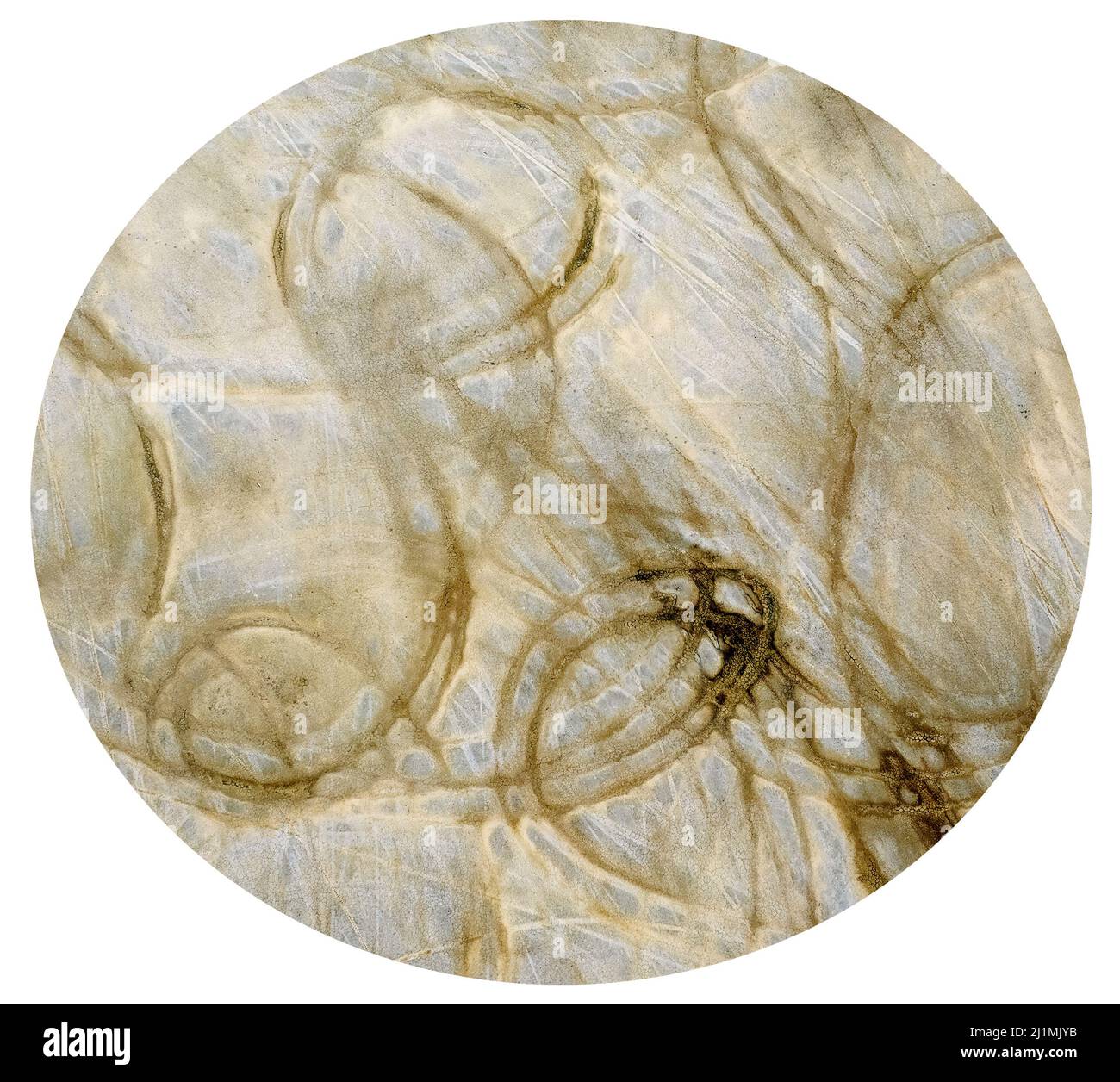 Un modèle circulaire abstrait de chenilles de pneus de véhicule qui s'exécutent sur des méplats salins. Vue aérienne de la texture du sédiment à grain fin par drone. Banque D'Images