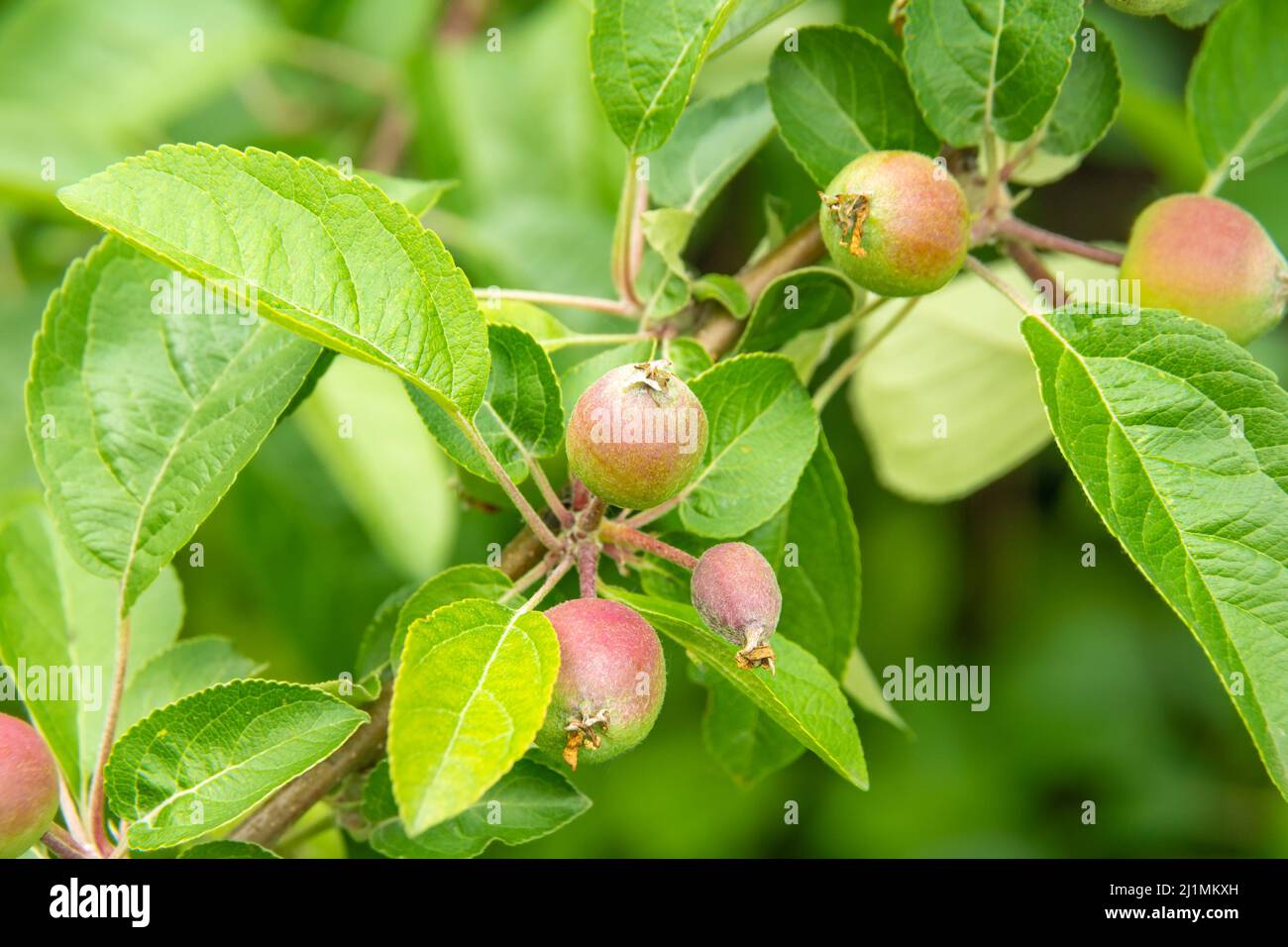 développement des fruits de pomme et protection des fruits contre les maladies et les ravageurs, ainsi que la nutrition et l'arrosage des plantes en temps opportun pour le devel de fruit favorable Banque D'Images