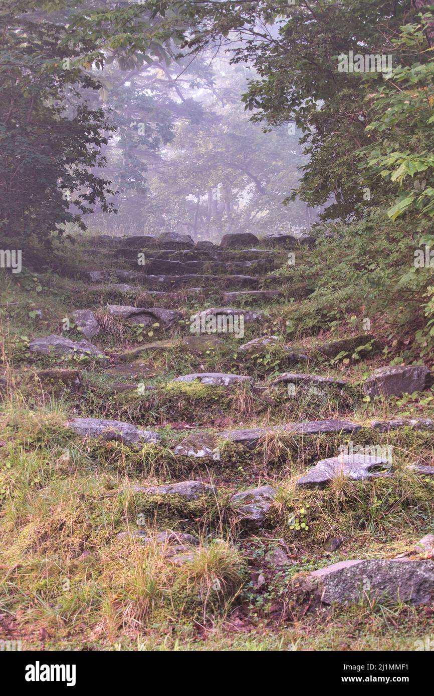 Marches en pierre menant à une clairière à travers la forêt Banque D'Images