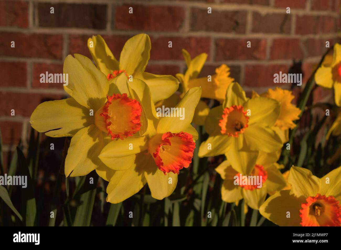Affodils contre un mur de briques qui fleuit dans le jardin. Banque D'Images