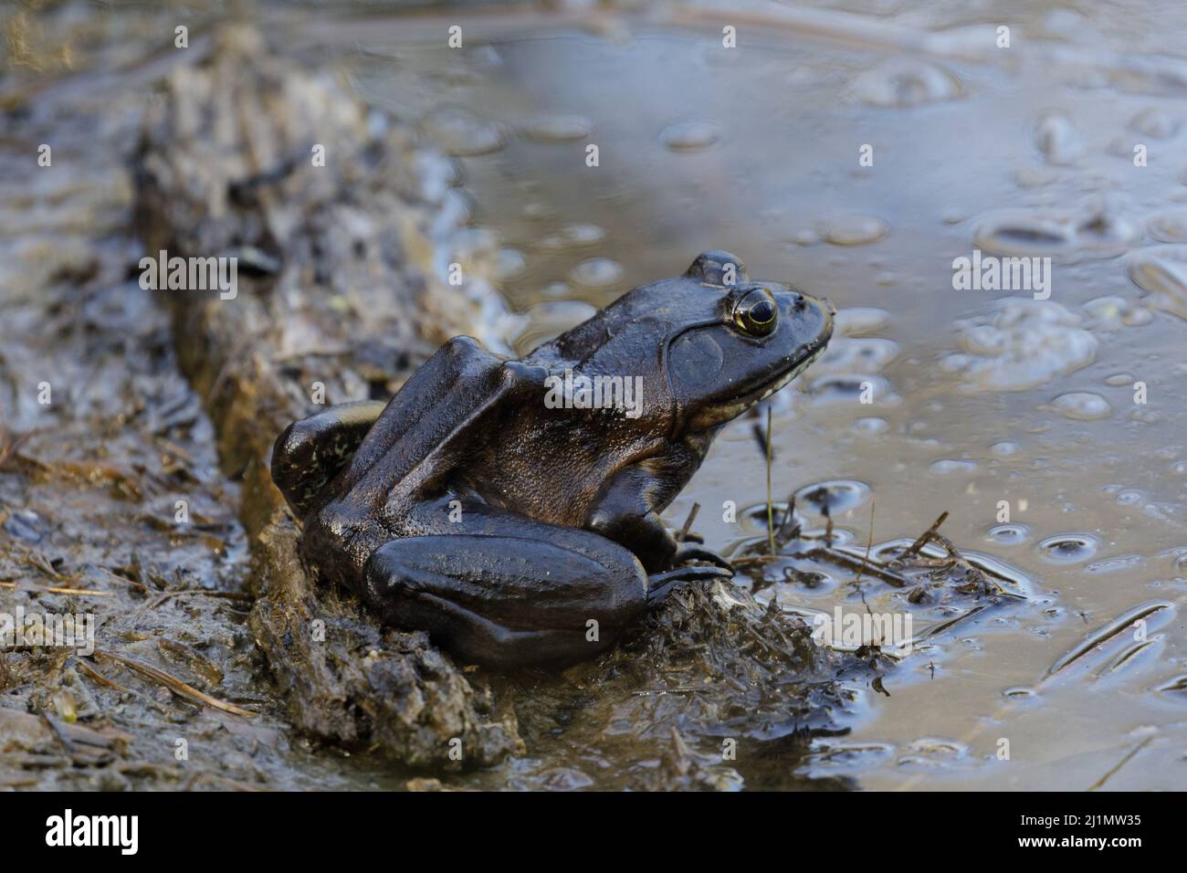 Bullfrog américain reposant sur le bord de l'étang. Comté de Santa Clara, Californie, États-Unis. Banque D'Images