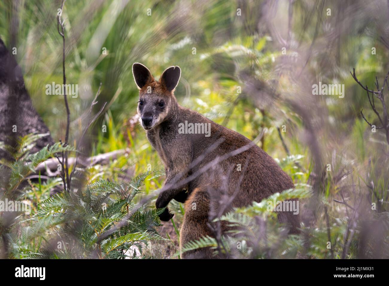Marais Wallaby Wallabia bicolore Banque D'Images