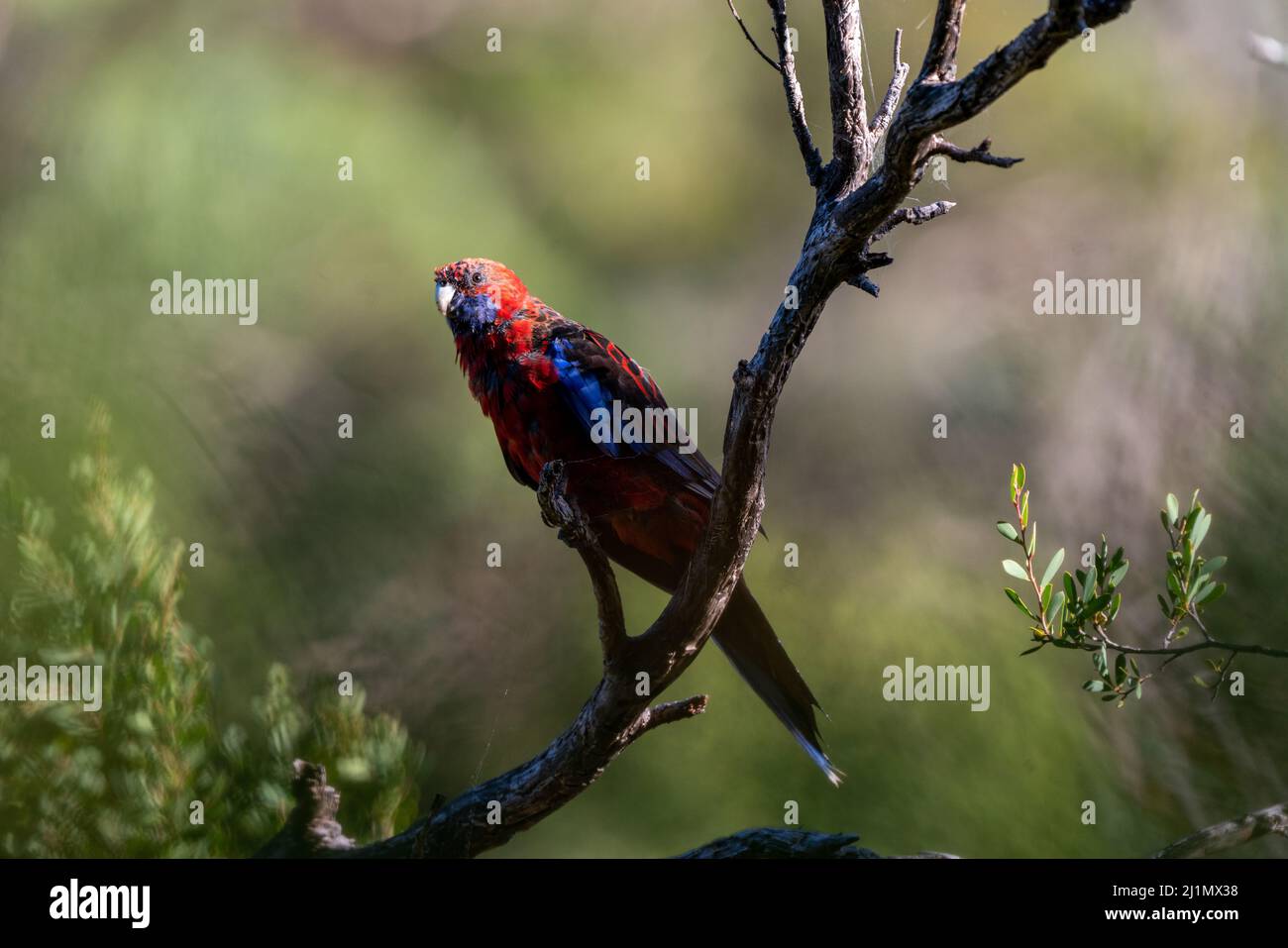 Crimson Rosella Platycercus elegans Banque D'Images