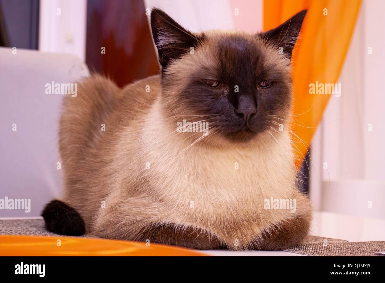 Portrait d'un beau chat siamois se prélassant sur la table. Banque D'Images