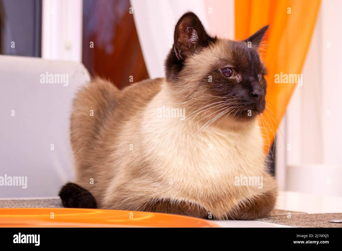 Portrait d'un beau chat siamois se prélassant sur la table. Banque D'Images