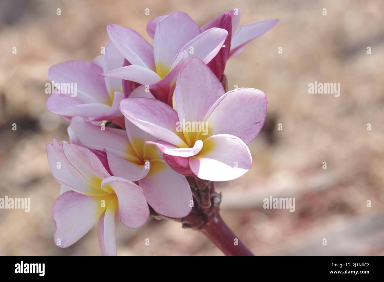 Plumeria alba, fleur de Champa Banque D'Images