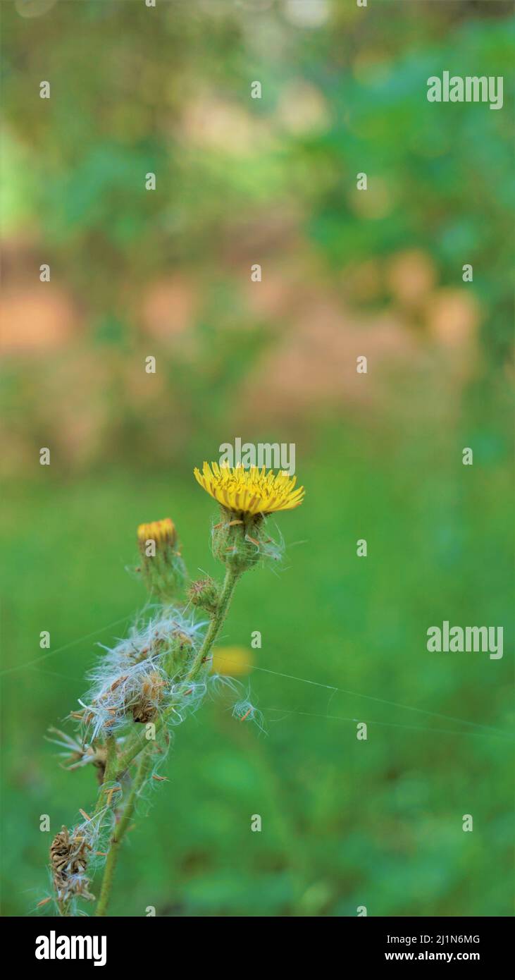 Sonchus asper aussi connu sous le nom de Spity sowchardon, chardon à lait brut etc. Fleurs repérées dans le lac Madiwala, Bangalore, Karnataka, Inde Banque D'Images