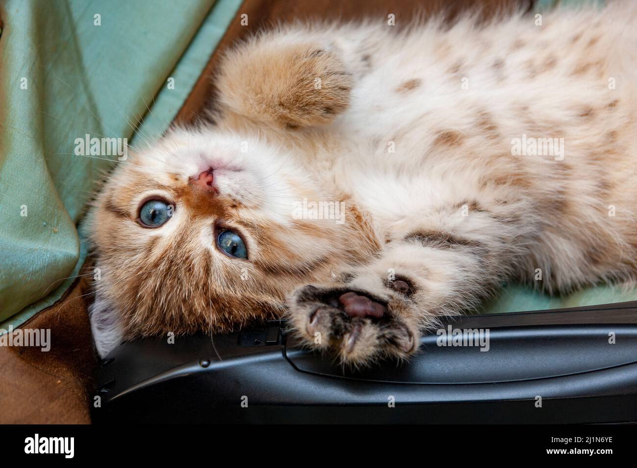 Le chaton drôle est couché ventre vers le haut avec sa patte avant. Banque D'Images