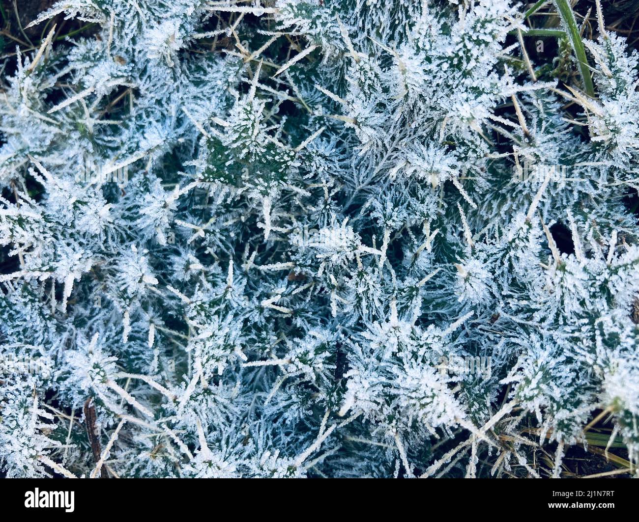feuilles de chardon blanc recouvertes de gel Banque D'Images