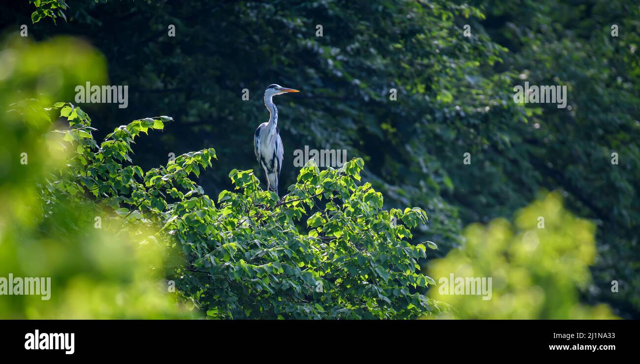 Grand héron gris sur l'arbre. Oiseau sauvage à gué avec de longues jambes et bec sur la branche Banque D'Images