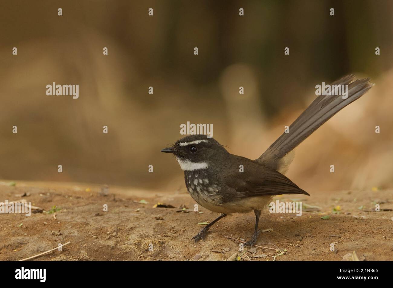 Queue de fanée à pois blancs (rhipidura albicollis albogularis) à Gandhinagar, Gujarat, Inde Banque D'Images