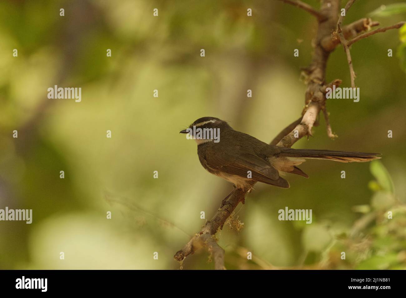 Queue de fanée à pois blancs (rhipidura albicollis albogularis) à Gandhinagar, Gujarat, Inde Banque D'Images